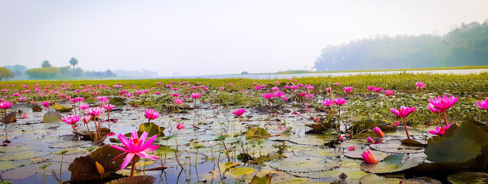 Lotus valley Travel Forum Reviews
