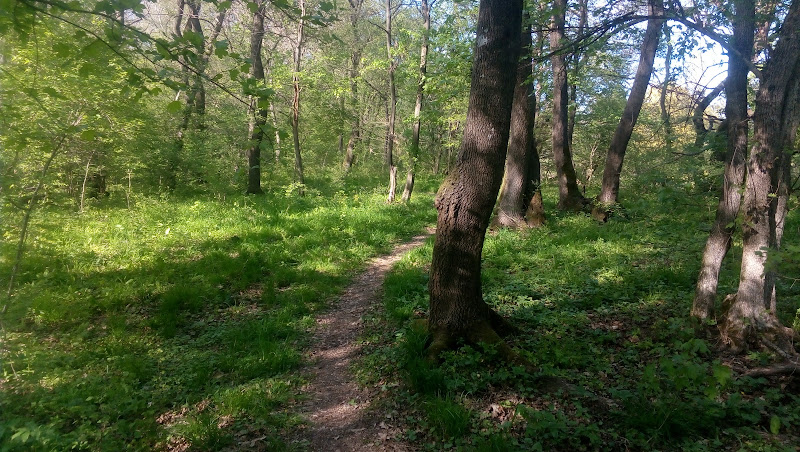 Lower Topchia
