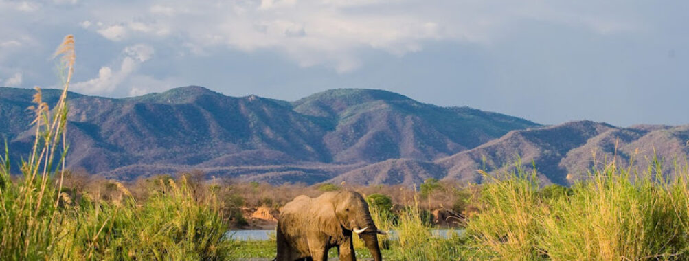 Lower Zambezi National Park Travel Forum Reviews