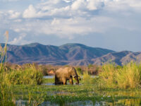 Lower Zambezi National Park Travel Forum Reviews