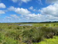 Lunt Meadows Nature Reserve Travel Forum Reviews