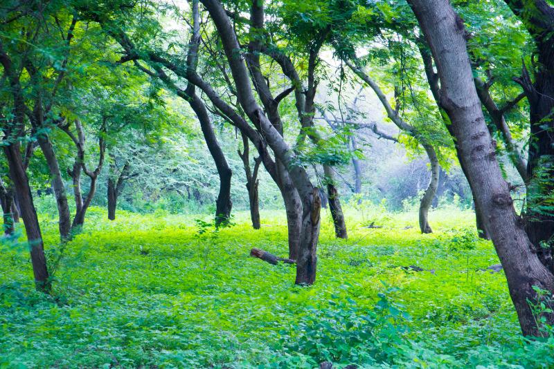 Lush greeneries at Van Vihar National Park Bhopal