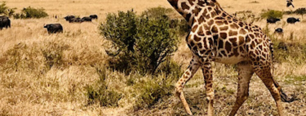 Maasai Mara National Reserve Travel Forum Reviews