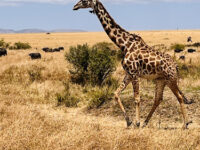 Maasai Mara National Reserve Travel Forum Reviews