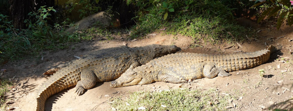 Madagascar Tropic Voyage Travel Forum Reviews