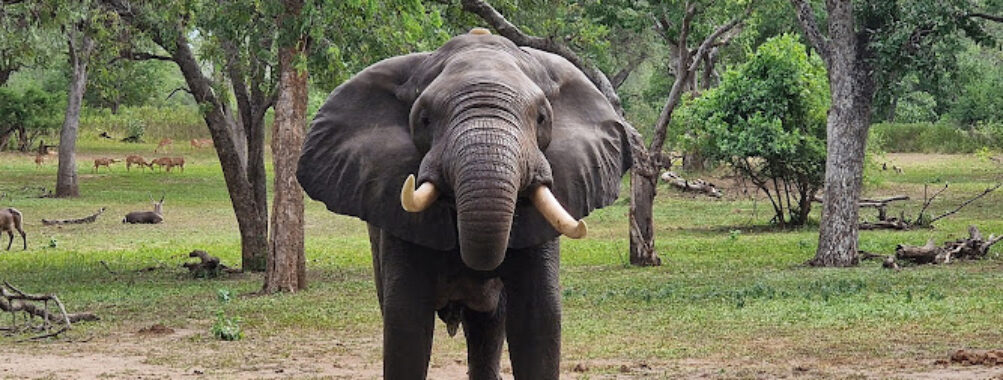 Majete Wildlife Reserve Travel Forum Reviews
