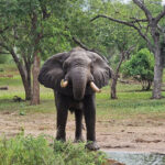 Majete Wildlife Reserve