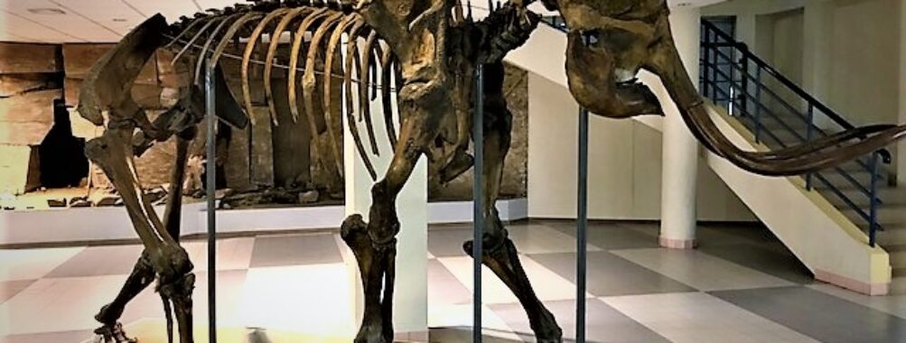 Mammoth Museum Travel Forum Reviews