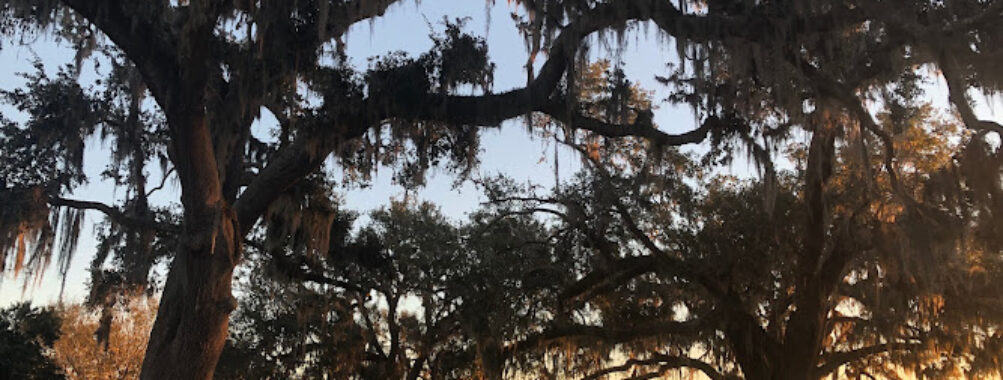 Mandeville Lakefront Travel Forum Reviews