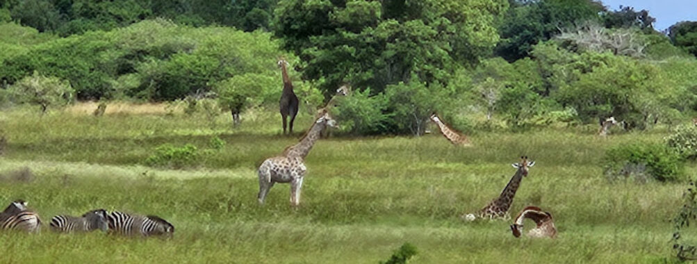 Maputo National Park Travel Forum Reviews