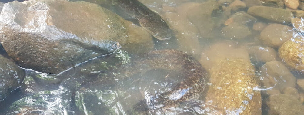 Marahu Eel Pools Travel Forum Reviews