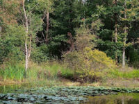 Mare aux Nénuphars Travel Forum Reviews