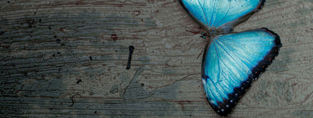 Mariposario La Casa de la Morpho Azul - Tours y Souvenirs de Mariposas Travel Forum Reviews
