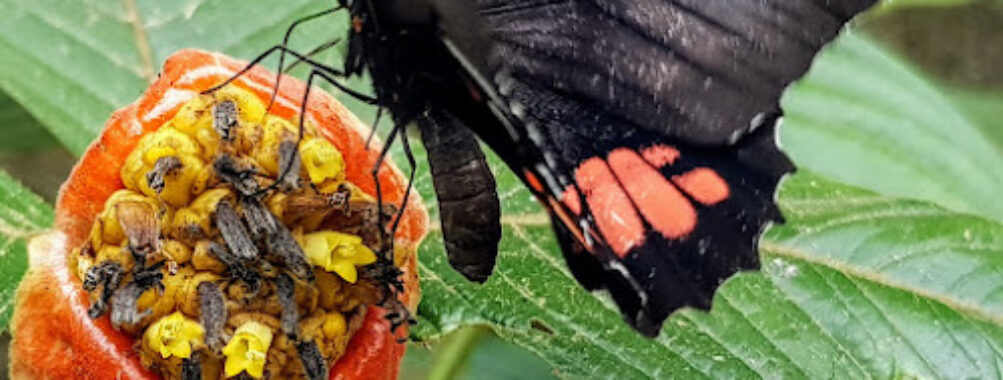 Mariposario Tambopata Travel Forum Reviews