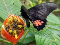 Mariposario Tambopata Travel Forum Reviews