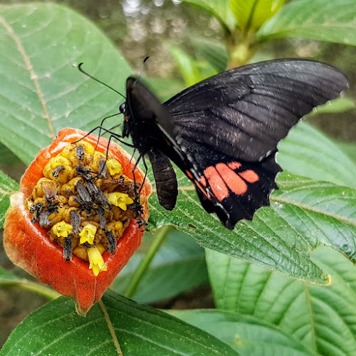 Mariposario Tambopata