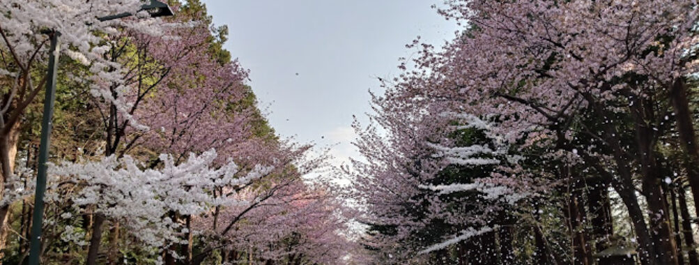Maruyama Park Travel Forum Reviews
