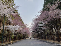 Maruyama Park Travel Forum Reviews