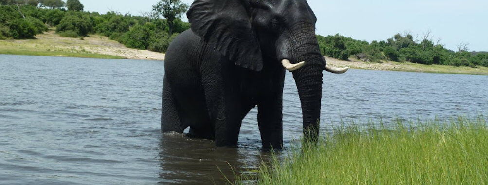 Marvelous Mobile Safari Travel Forum Reviews