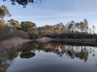 Mata Nacional da Machada Travel Forum Reviews