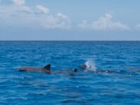Mateza Tours & Safaris Travel Forum Reviews
