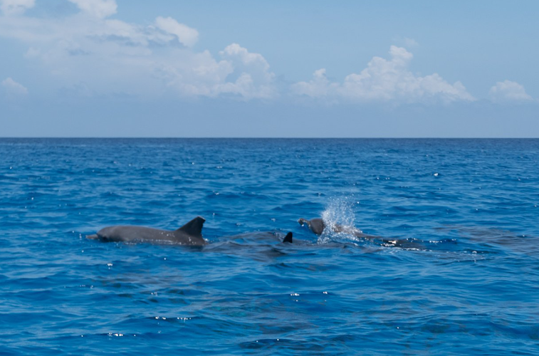 Mateza Tours & Safaris