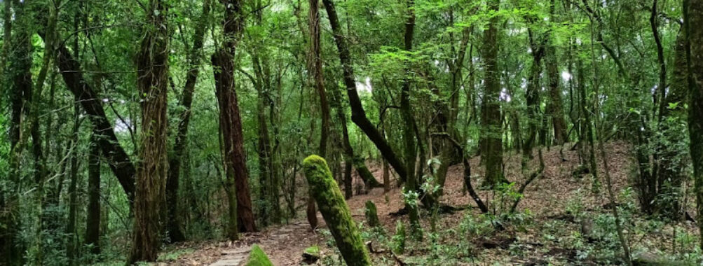 Mawphlang Sacred Forest Travel Forum Reviews