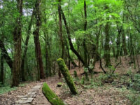 Mawphlang Sacred Forest Travel Forum Reviews