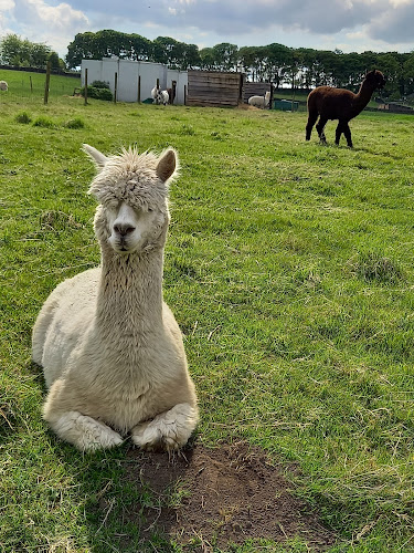 Mayfield Alpacas Farm & Animal Sanctuary