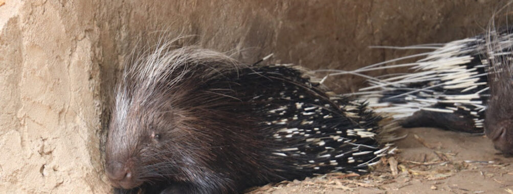 Mbeya IFISI ZOO,museum and ravine Travel Forum Reviews