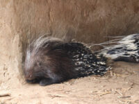 Mbeya IFISI ZOO,museum and ravine Travel Forum Reviews