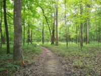 Meacham Grove Forest Preserve Travel Forum Reviews