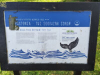 Mermaid 4 'Paxtonea The Soothing Siren' Travel Forum Reviews