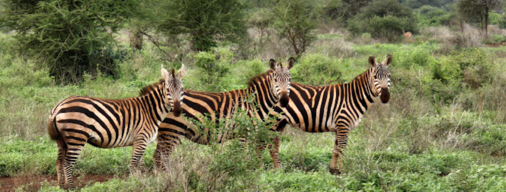 Meru National Park Travel Forum Reviews