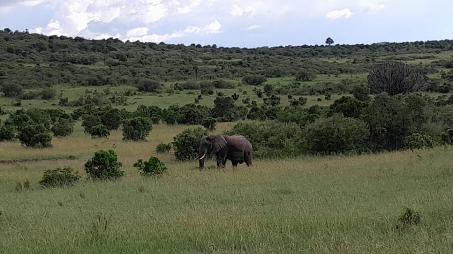 Lush greenery at the Meru National Park