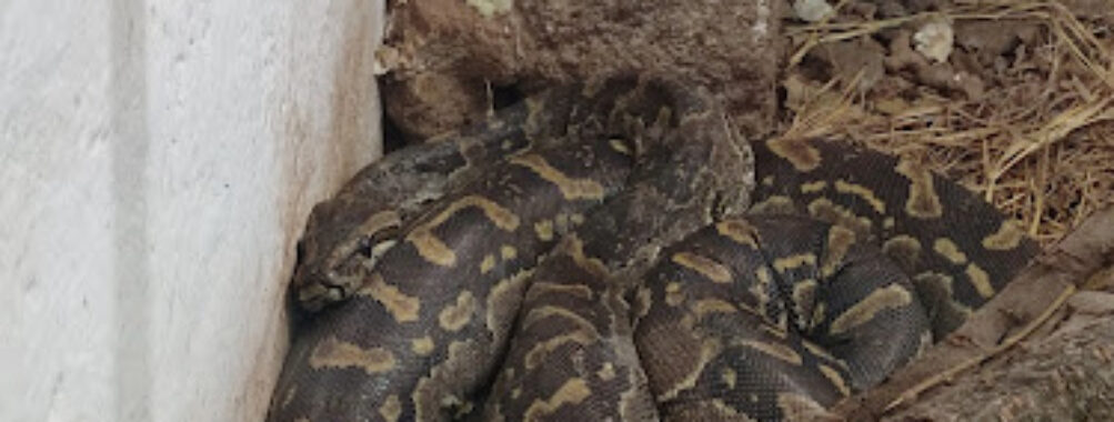 Meserani Snake Park Travel Forum Reviews