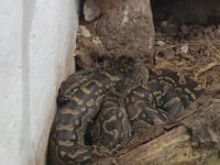 Meserani Snake Park Travel Forum Reviews