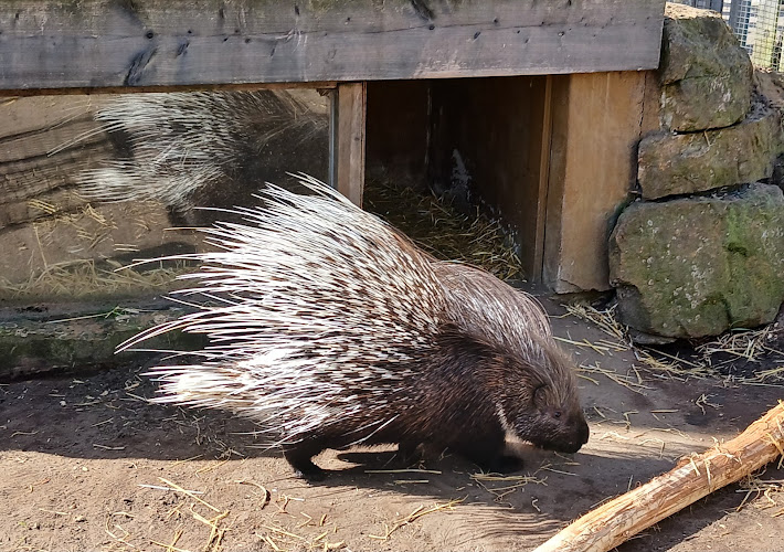 Messingham Zoo