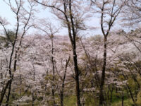 Metropolitan Takiyama Nature Park Travel Forum Reviews