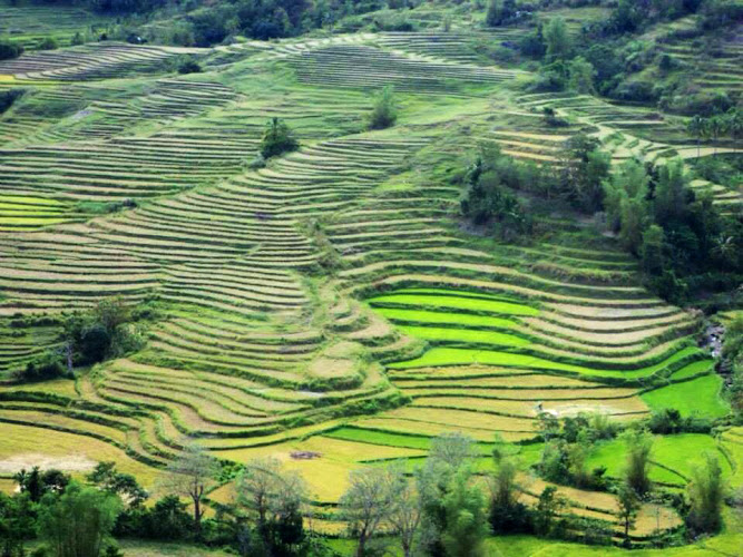 Miagao Rice Terraces