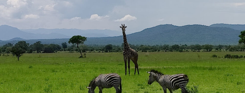Mikumi National Park Travel Forum Reviews