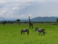 Mikumi National Park Travel Forum Reviews