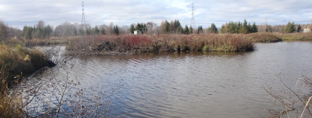 Mission Marsh Conservation Area Travel Forum Reviews