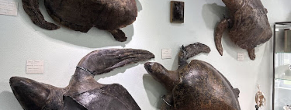 Moldova State University Museum Travel Forum Reviews