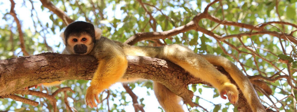 Monkey Forest - Yodfat Travel Forum Reviews
