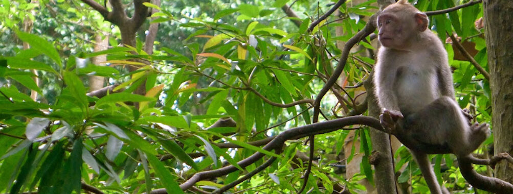 Monkey Jungle Travel Forum Reviews