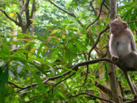 Monkey Jungle Travel Forum Reviews