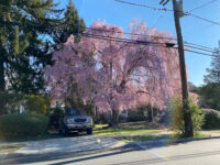 Montclair Travel Forum Reviews