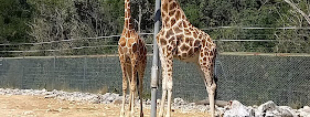 Montpellier Zoological Park Travel Forum Reviews