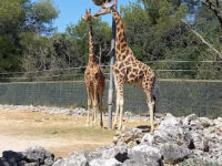 Montpellier Zoological Park Travel Forum Reviews